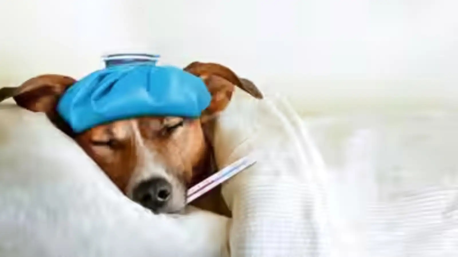Pet Getting Sick Frequently