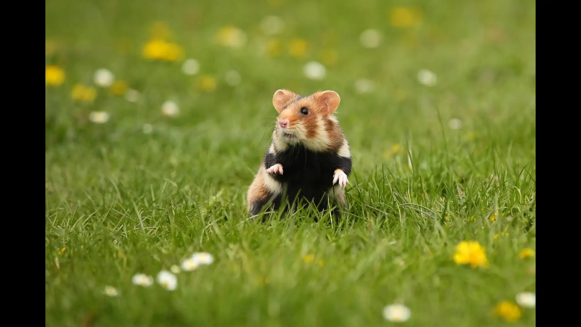 Bringing Home a Hamster? Start With These Essential Habitat and Daily Care Tips