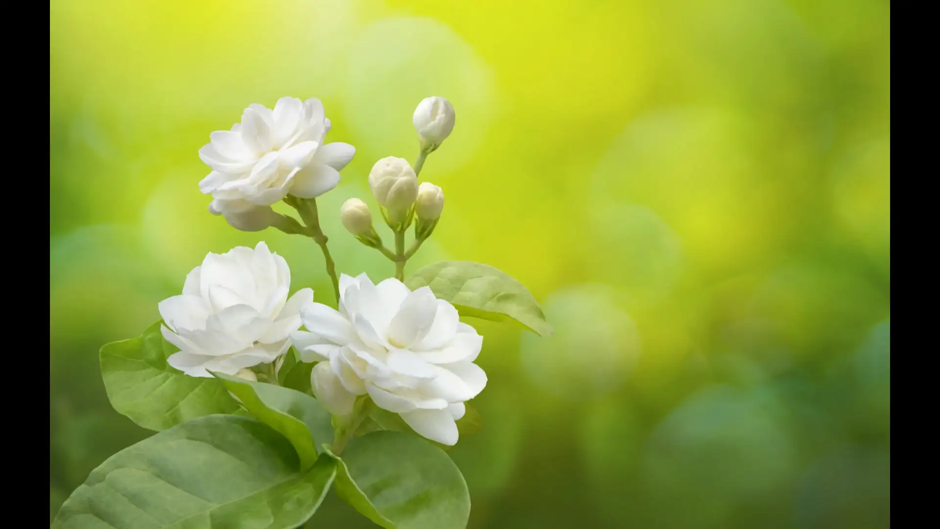 mogra plant