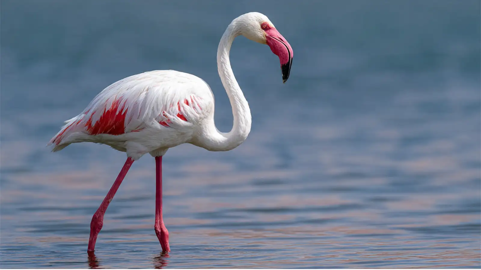 Which Royal Bird Is Known As The State Bird Of Gujarat?