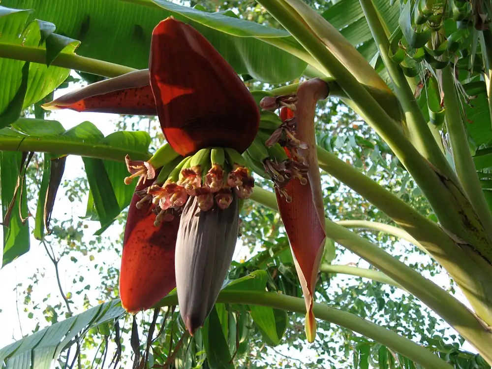 Banana Flower Benefits In Tamil Best Flower Site