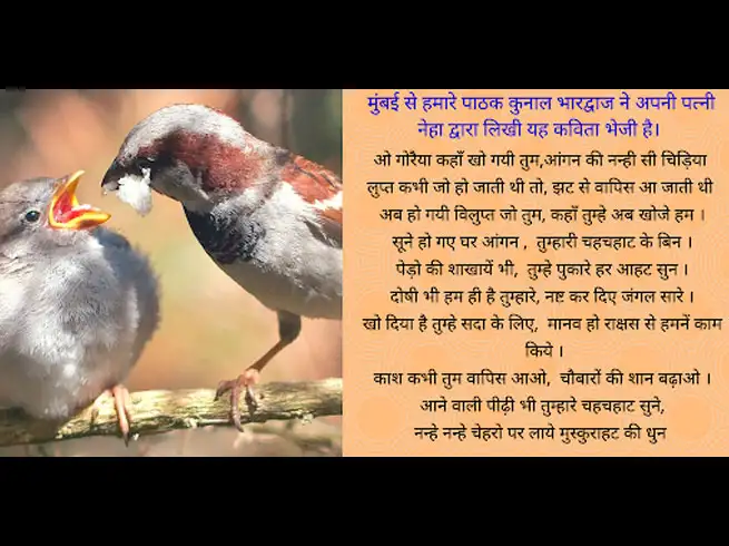world sparrow day where have all the sparrows gone à¤¤ à¤ª à¤¤ à¤ªà¤° à¤¡à¤à¤° à¤¨ à¤­ à¤ à¤¹ à¤ à¤° à¤¯ à¤ à¤¯à¤¹ à¤¤à¤¸ à¤µ à¤° navbharat times world sparrow day where have all the sparrows gone à¤¤ à¤ª à¤¤ à¤ªà¤° à¤¡à¤à¤° à¤¨ à¤­ à¤ à¤¹ à¤ à¤° à¤¯ à¤ à¤¯à¤¹ à¤¤à¤¸ à¤µ à¤° navbharat times