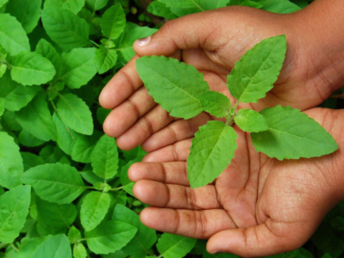 सुबह खाली पेट खाएं Tulsi के पत्ते, सेहत को होंगे फायदे ही फायदे - lifestyle  benefits of eating tulsi or basil leaves in morning on empty stomach -  Navbharat Times