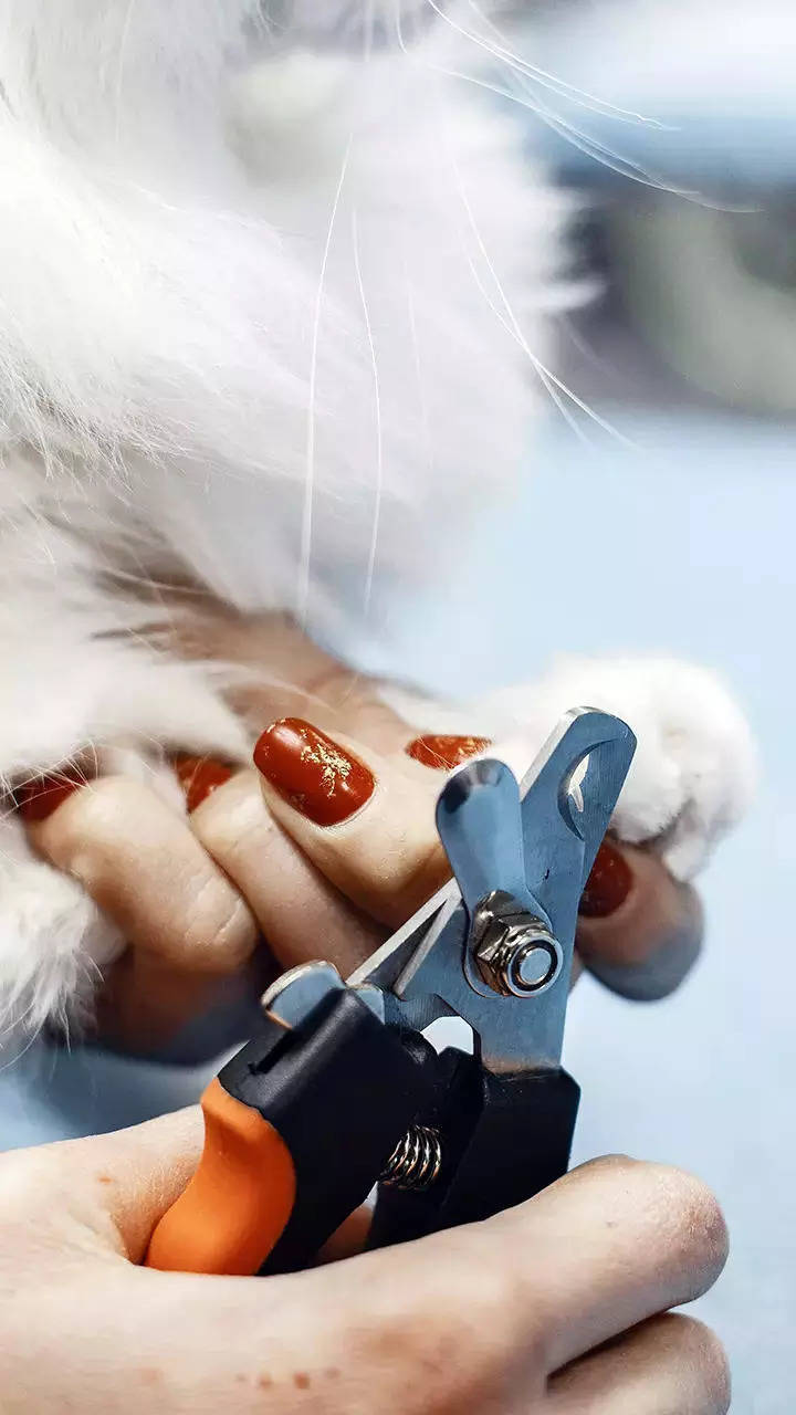 The Best Dog Nail Clippers with Sensor