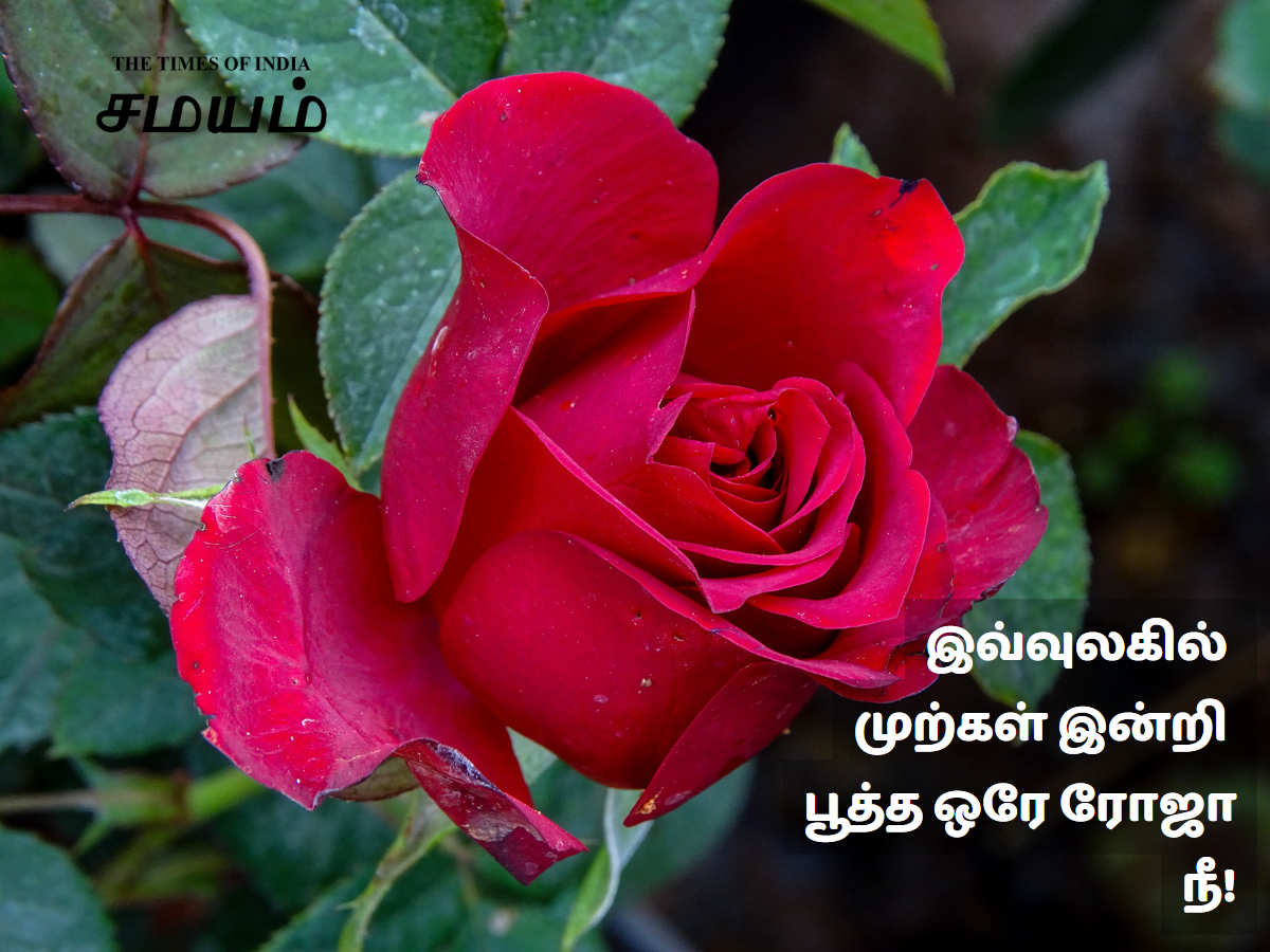 Rose Day Quotes And Poems