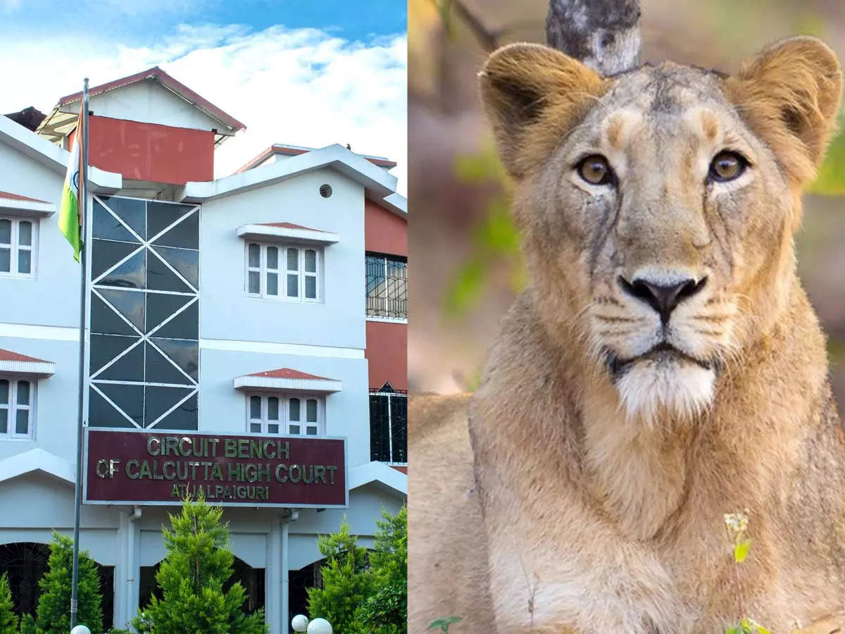 Controversy over naming the lioness ‘Sita’, VHP approached the High Court