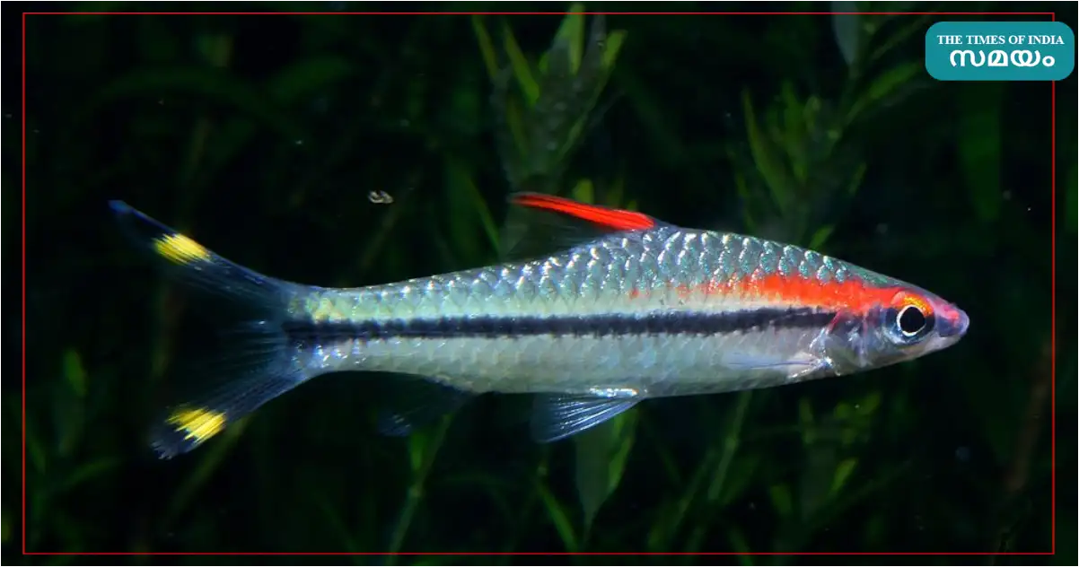 Miss Kerala Ornamental Fish Price,ബ്രിട്ടീഷുകാരൻ പേരിട്ട മലയാളി സുന്ദരി ...
