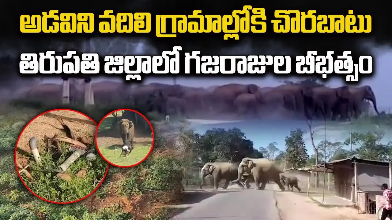 మందకు మంద గ్రామాల్లోకి చొరబడి.. గజరాజులు బీభత్సం