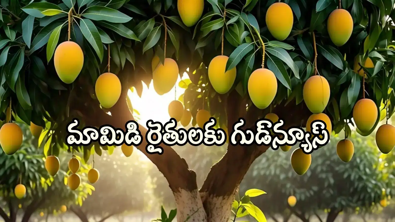 మామిడి రైతులకు తీపి కబురు.. సర్కార్ కీలక నిర్ణయం, అదనపు ఆదాయం పక్కా..!