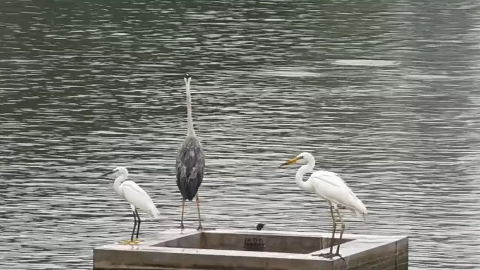 கோவை வாலாங்குளத்தில் குவிந்த பெலிக்கான் பறவைகள்! 