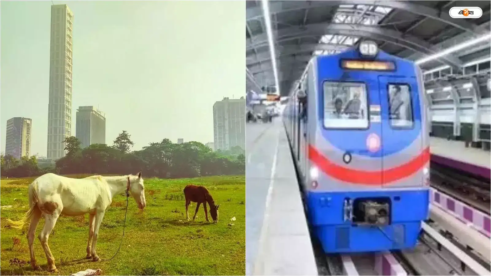 Joka BBD Bag Metro: ময়দানে গাছের ভবিষ্যৎ ঝুলে থাকল হাইকোর্টে – calcutta high court indiscriminate felling of trees for joka bbd bag metro case update