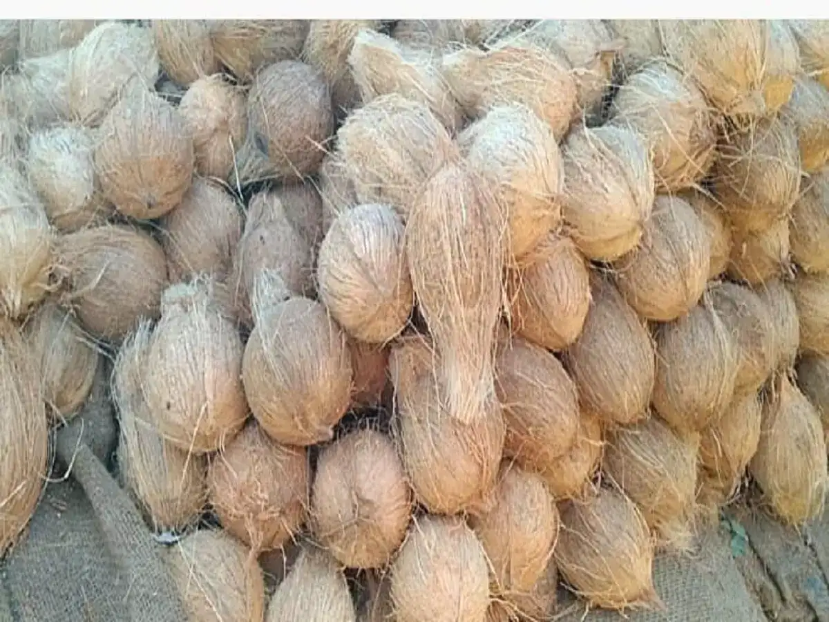 சேலத்தில் தென்னை விவசாயிகள் கவலை... படுபாதாளத்தில் தேங்காய் விலை! 