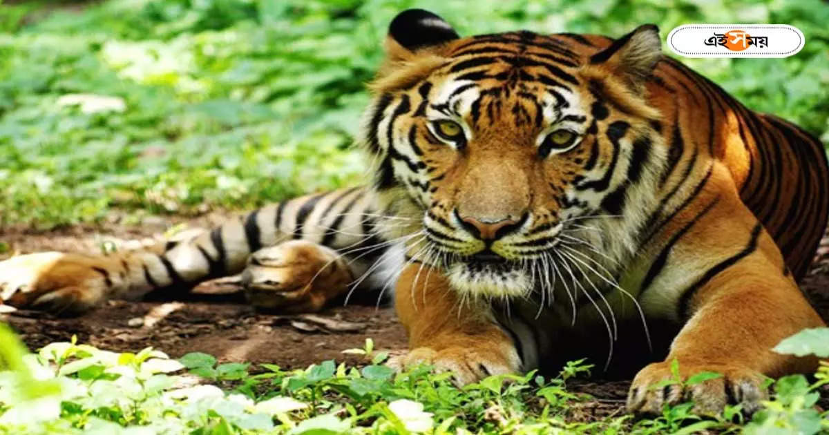 Buxa Tiger Reserve : কয়েক দশকের অপেক্ষা, বক্সার জঙ্গলে পর্যটকদের সামনে ধরা দিলেন তিনি – royal bengal tiger seen by tourists at buxa tiger reserve area after twenty years