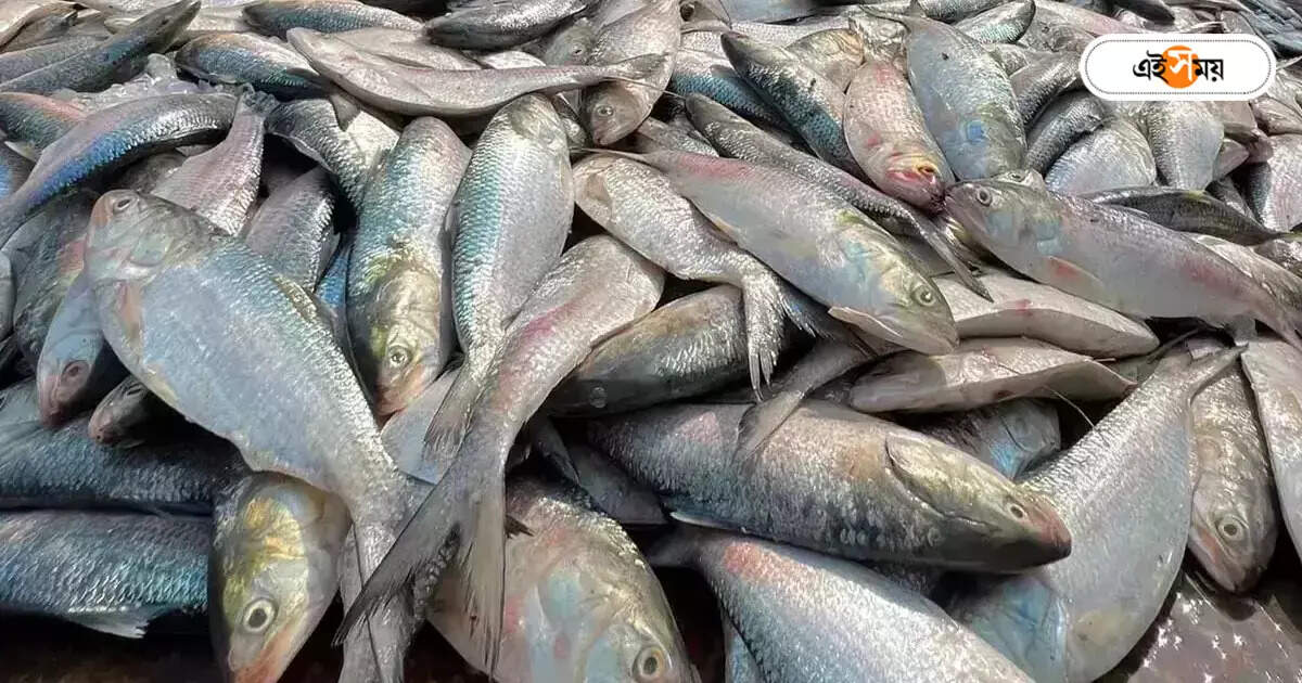 Hilsa Fish: লাখ টাকার সুস্বাদু পদ্মার ইলিশ পৌঁছল না বাজারে, ১১৮ কেজি মাছ বাজেয়াপ্ত – more than 118 kg padma hilsa fish seized by bsf