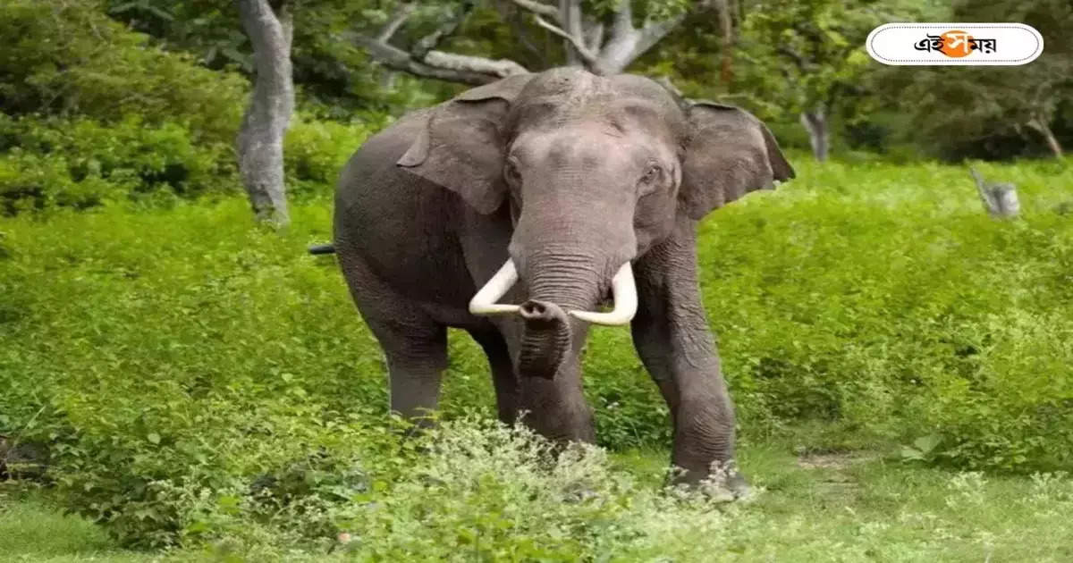 Jhargram Elephant Attack : কনেযাত্রীদের খাওয়ার মধ্যে প্যান্ডেলে হাজির হাতির পাল – elephants attacked in a marriage ceremony in jhargram