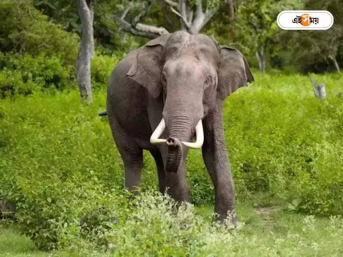 Jhargram Elephant Attack : আনাড়িদের দিয়ে ঘুমপাড়ানি গুলি ছোড়াতেই মৃত গজরাজ – an elephant that entered jhargram from jharkhand was murdered by sedation