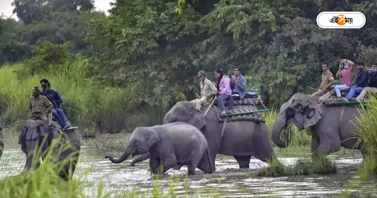 ঐরাবতে খুদেদের জঙ্গল দর্শনে সফর, নয়া ভাবনা বন দফতরের ঐরাবতে খুদেদের জঙ্গল দর্শনে সফর, নয়া ভাবনা বন দফতরের