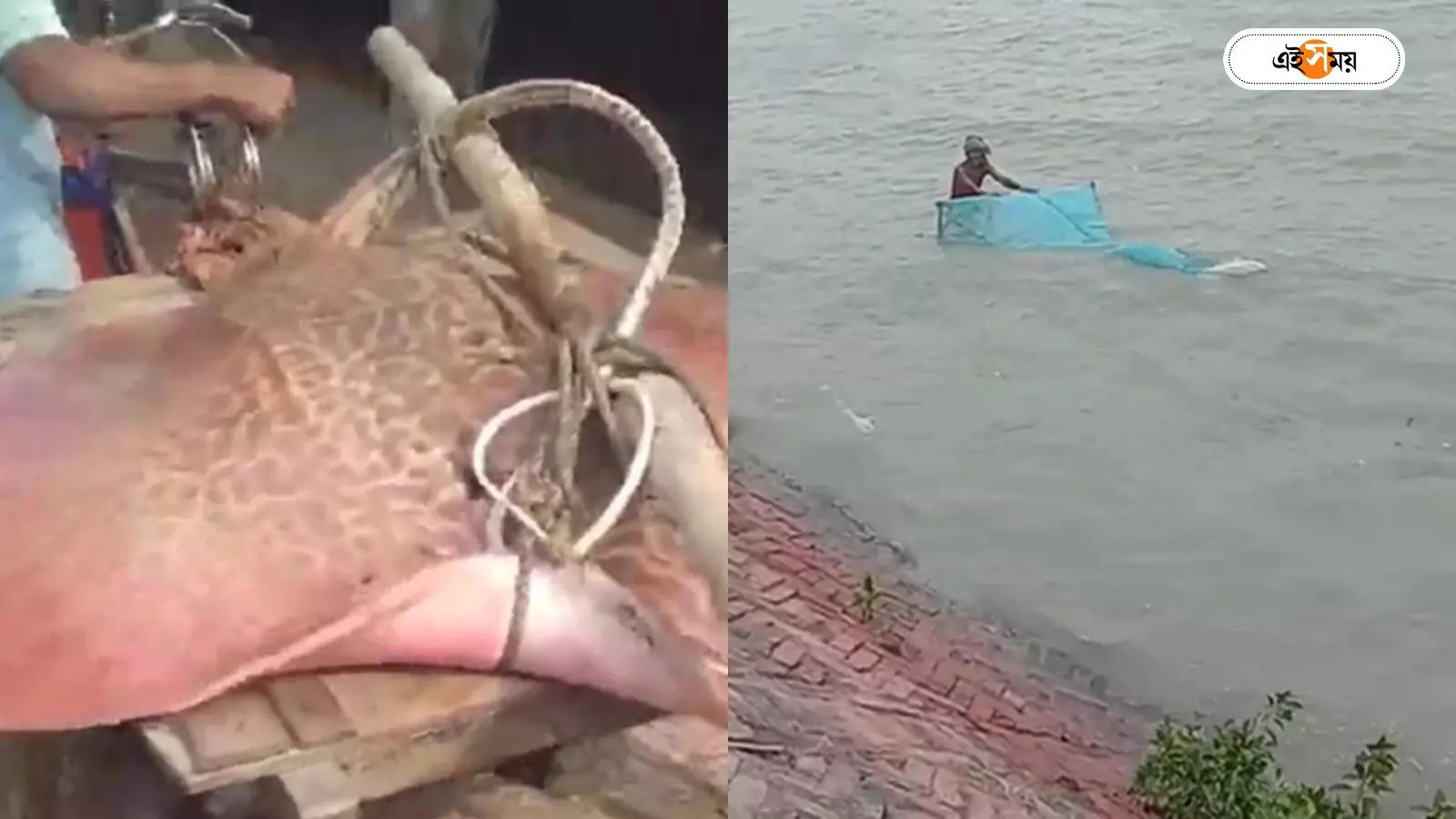 Fish Price West Bengal,সুন্দরবনে মৎস্যজীবীদের জালে উঠল বিশাল চাকুল, দাম কত? – chakla fish caught by sundarban fisherman which was sold in almost 29 thousand rupees