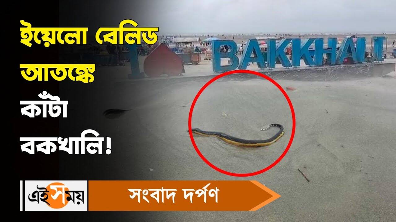 Snake At Bakkhali Sea Beach : ইয়োলো বেলিড আতঙ্কে কাঁটা বকখালি! – yellow bellied sea snake seen at bakkhali sea beach creates panic among tourists watch video