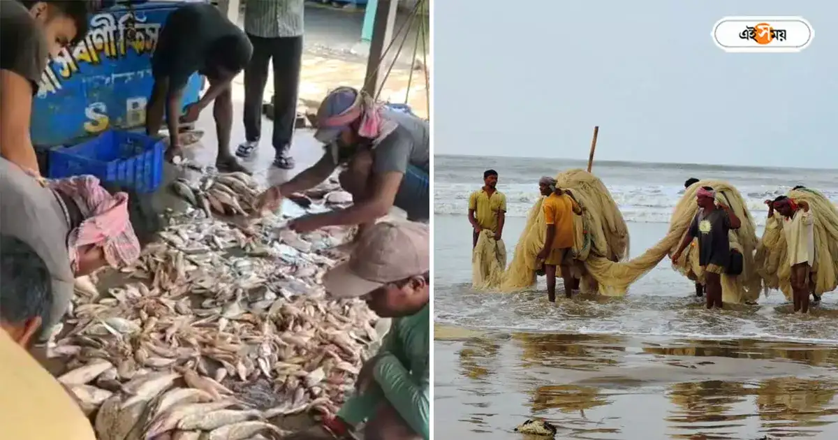 Digha Sea Beach,ইলিশ কোথায়? দেখা নেই রুপোলি শস্যের, হতাশ দিঘার মৎস্যজীবীরা – fisherman upset for not having good hilsa fish at digha sea beach Digha Sea Beach,ইলিশ কোথায়? দেখা নেই রুপোলি শস্যের, হতাশ দিঘার মৎস্যজীবীরা – fisherman upset for not having good hilsa fish at digha sea beach