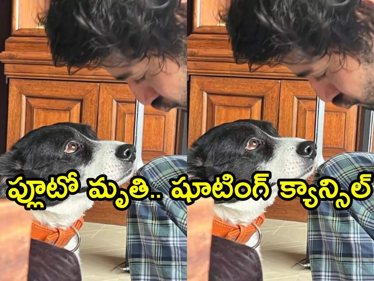 Mahesh Babu Pet : పెంపుడు కుక్క మృతి.. షూటింగ్ క్యాన్సిల్ చేసిన మహేష్