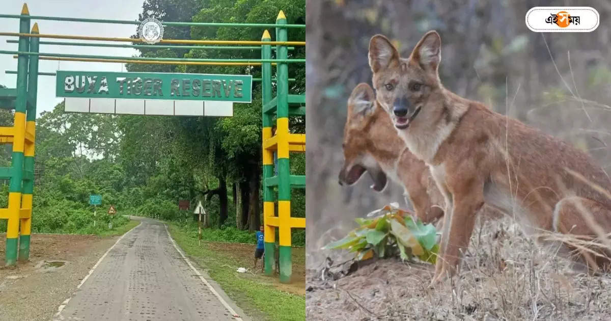 Buxa Tiger Reserve Tour : বক্সার জঙ্গলে বংশবিস্তার! ফের পর্যটকের লেন্সে ইন্ডিয়ান ঢোল – indian dhole captured by a tourist in buxa tiger reserve jungle