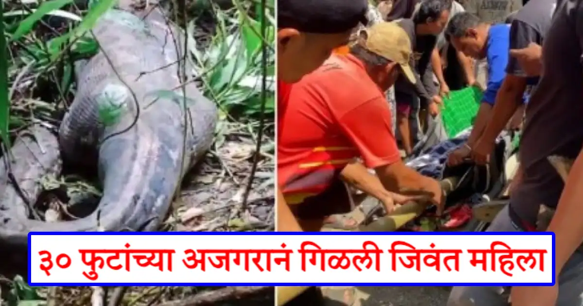 30 Foot Long Python Attack on Woman Viral Video: ३० फुटांच्या अजगरानं ...