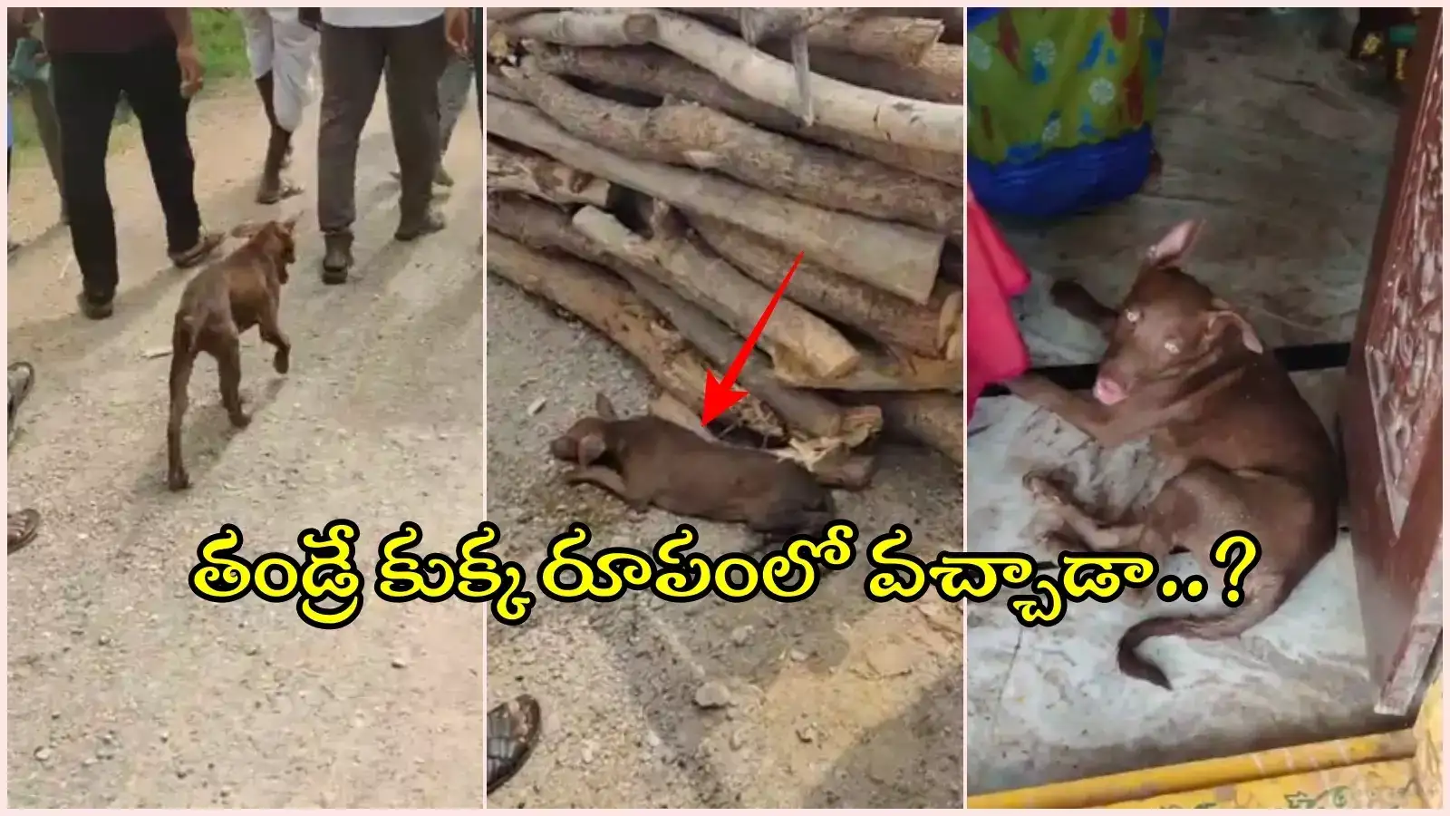 జగిత్యాల: వ్యక్తి శవయాత్రలో శునకం.. చితి కాలే వరకు అక్కడే, తండ్రి ఆత్మేనా..?