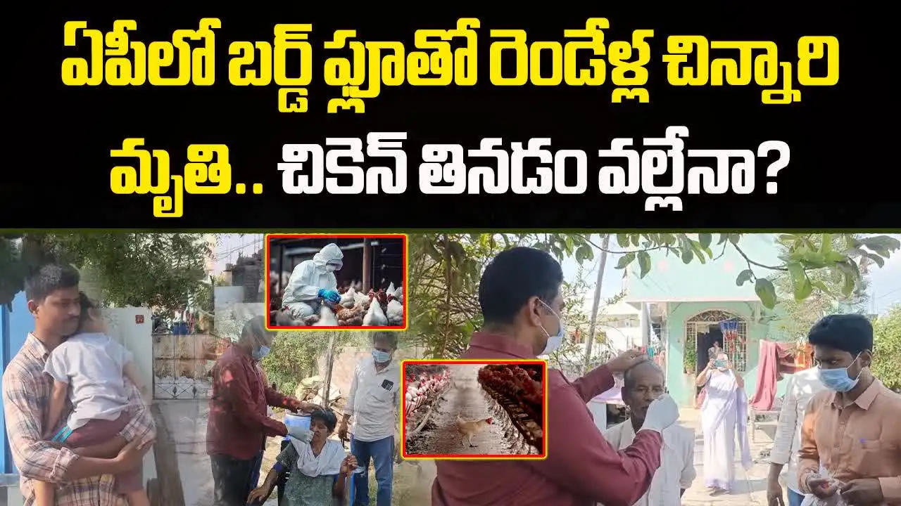 Narasaraopeta Bird Flu Death: ఏపీలో బర్డ్ ఫ్లూతో రెండేళ్ల పాప మృతి