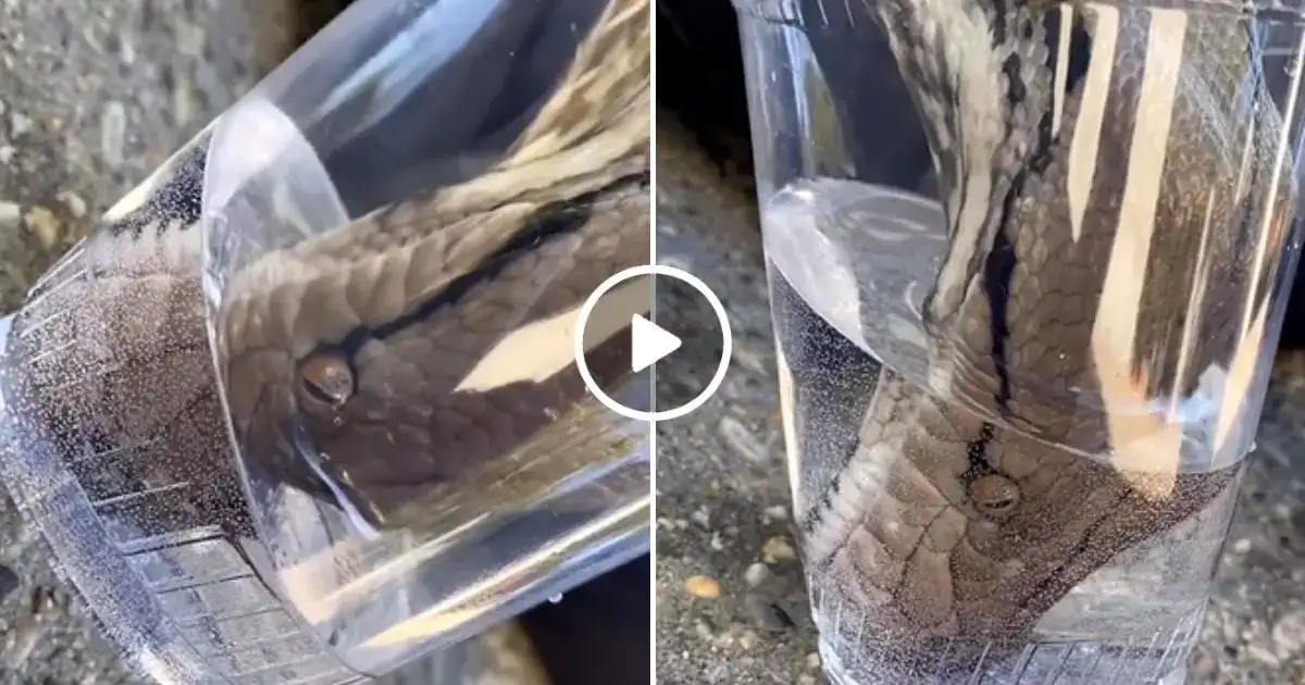 Viral Video Python Was Seen Drinking Water By Putting Its Mouth In The ...