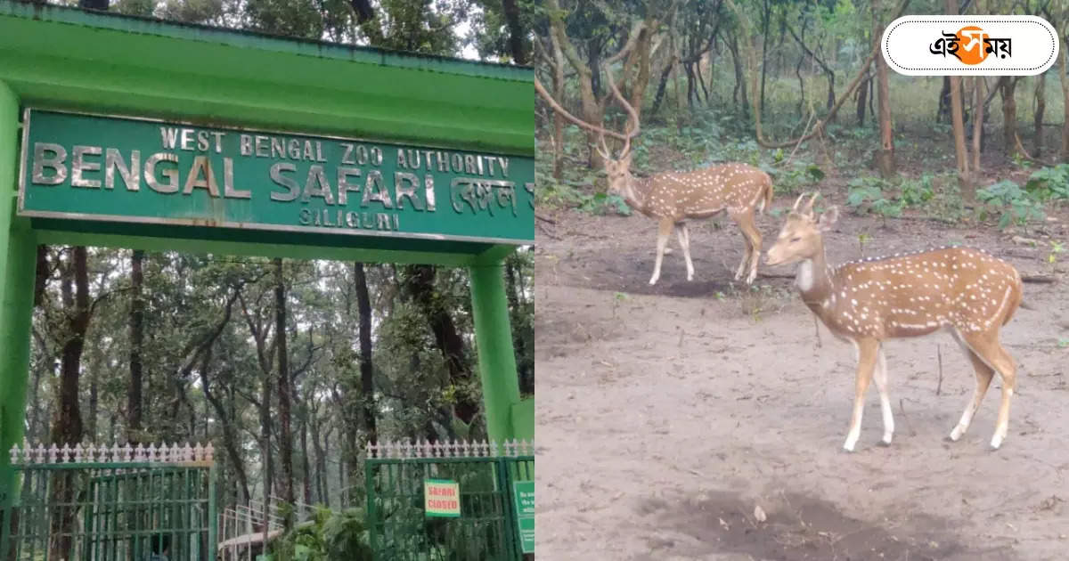 Bengal Safari : দার্জিলিং যাতায়াতের পথে শিলিগুড়ি বেঙ্গল সাফারি পার্কে যাবেন? খরচ জানেন? – siliguri bengal safari park all safari timing rate chart and other important details