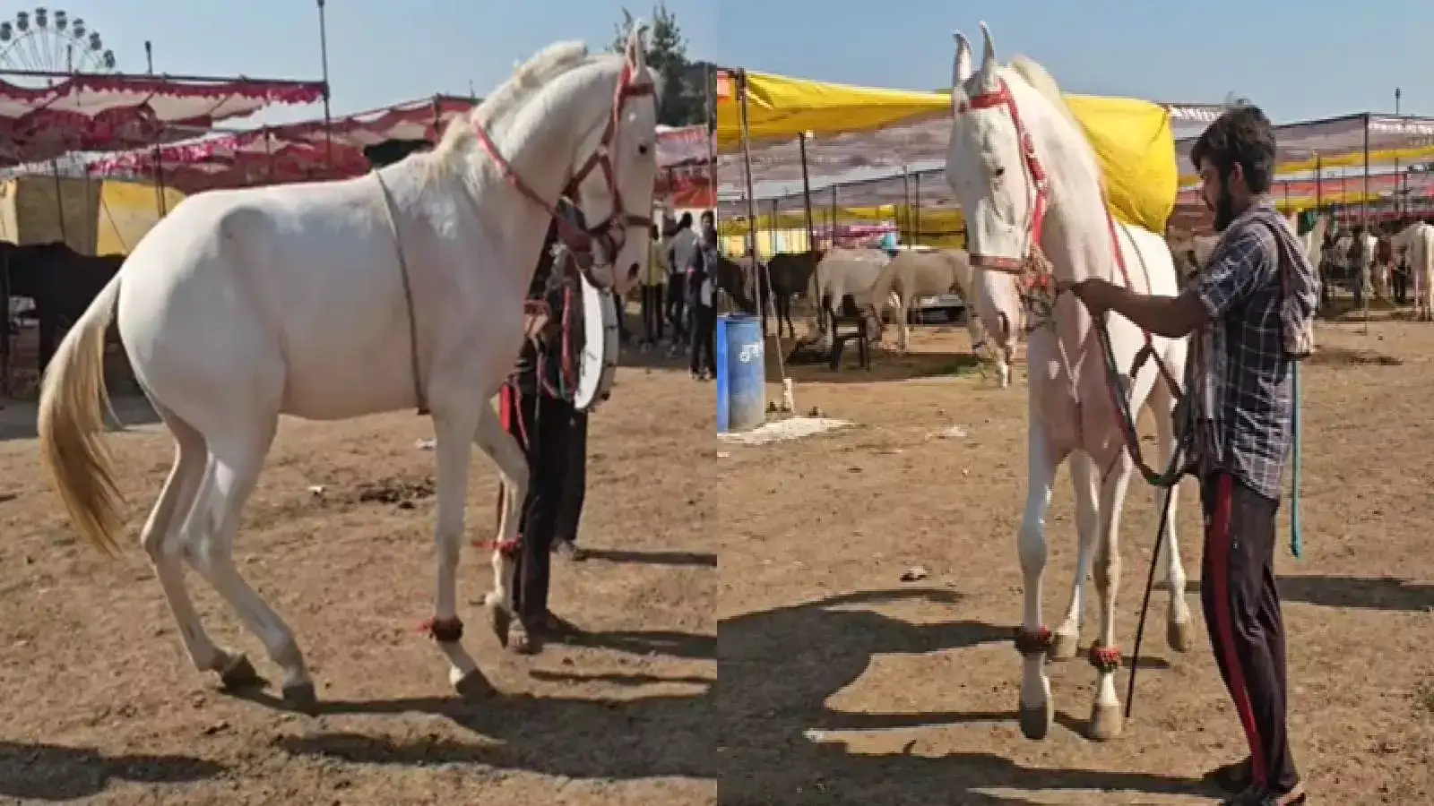 इम्पोर्टेड कारच्या जमान्यात घोड्याचं वेड, सारंगखेडा येथील घोडेबाजाराच्या जत्रेला सुरुवात इम्पोर्टेड कारच्या जमान्यात घोड्याचं वेड, सारंगखेडा येथील घोडेबाजाराच्या जत्रेला सुरुवात