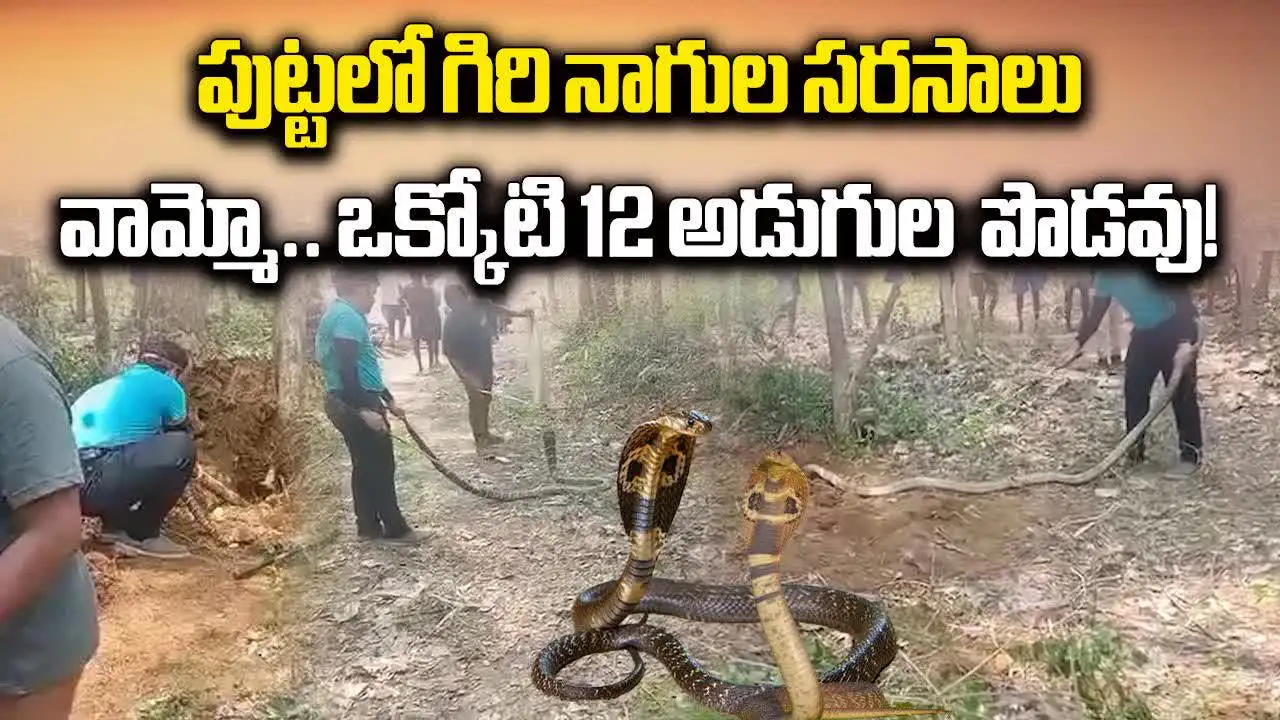 పుట్టలో గిరి నాగుల సరసాలు.. వామ్మో.. ఒక్కోటి 12 అడుగుల పొడవు..