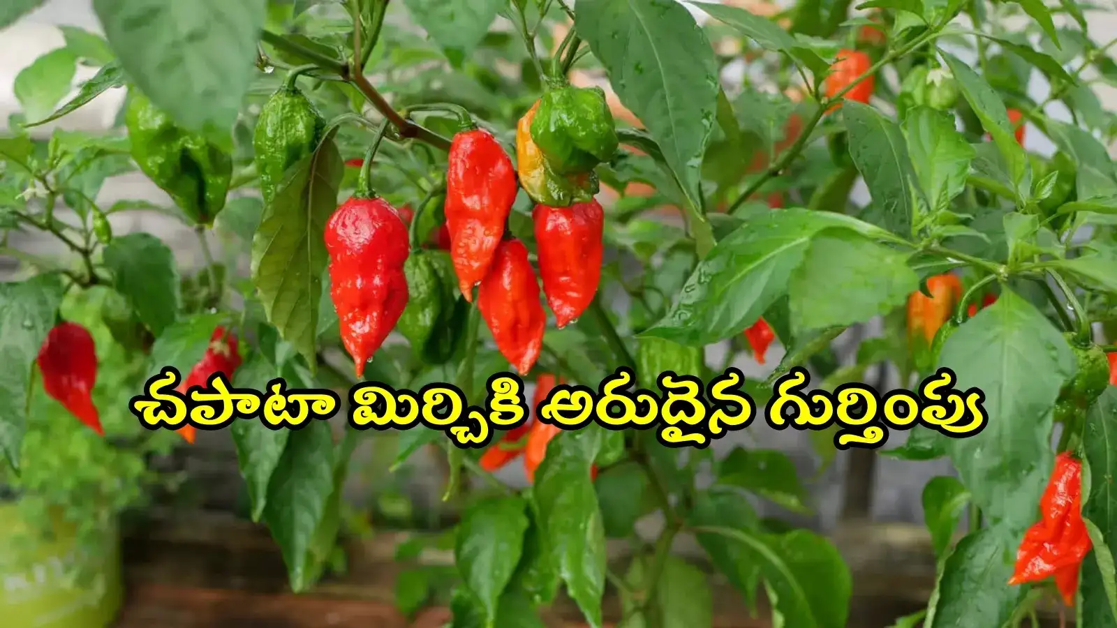 వరంగల్‌ చపాటా మిర్చికి భౌగోళిక గుర్తింపు.. తెలంగాణలో GI ట్యాగ్ పొందిన ఉత్పత్తుల లిస్ట్ ఇదే..