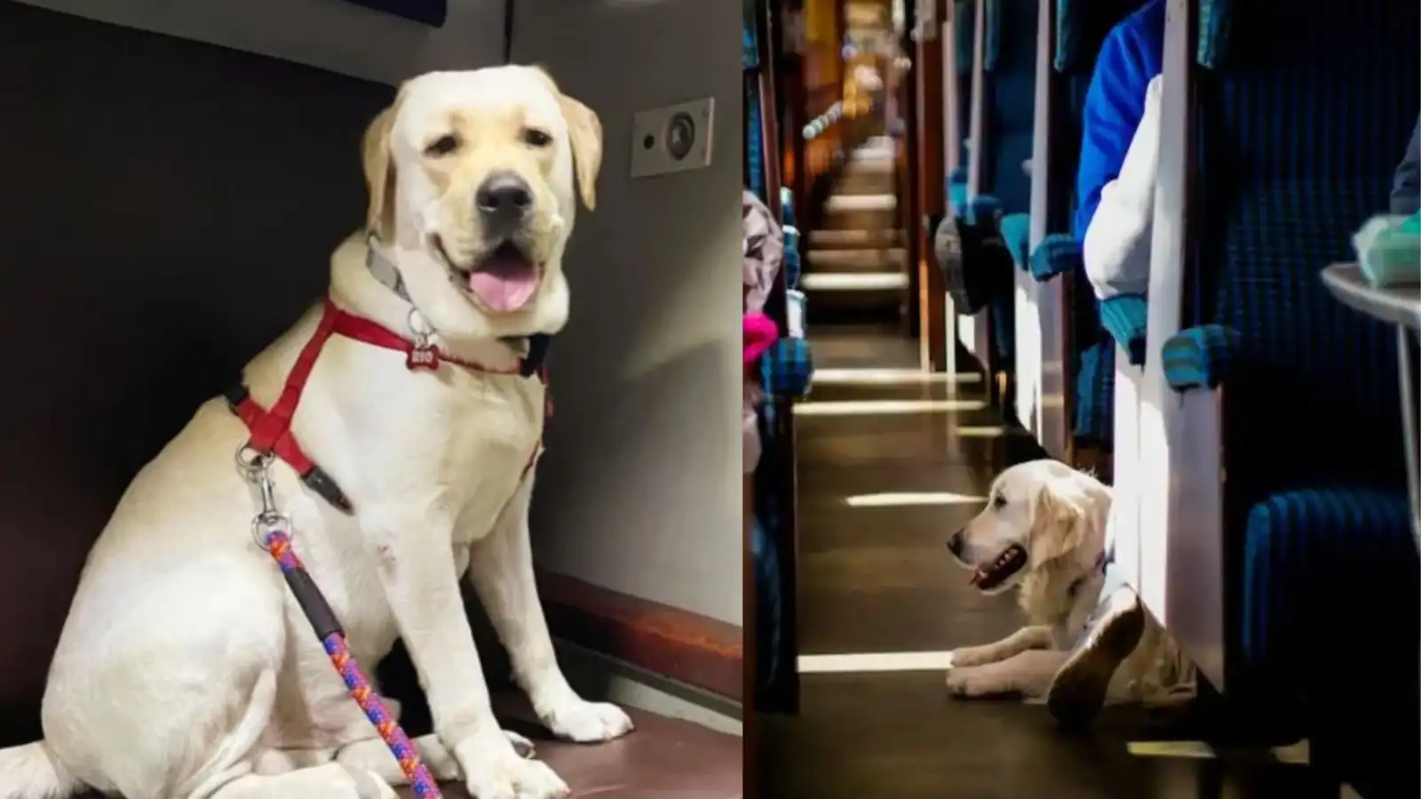 செல்லப் பிராணிகளை தனியே விட்டுச் செல்ல பயமா? உங்களுக்கான குட் நியூஸ்! 