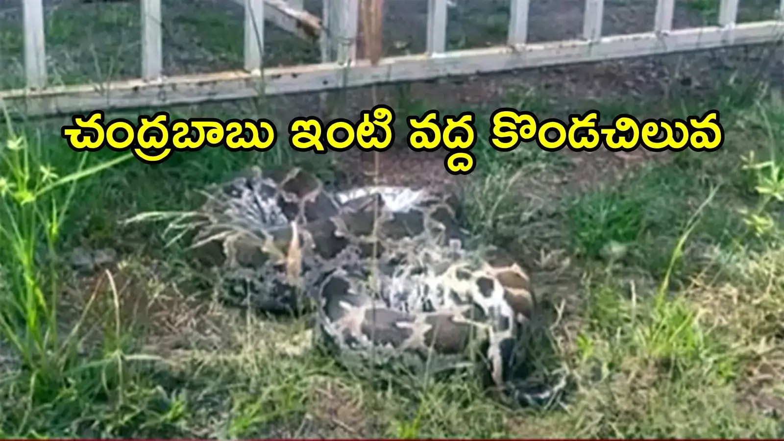 ఏపీ సీఎం చంద్రబాబు నివాసం దగ్గర కొండచిలువ కలకలం.. ఏం జరిగిందంటే!