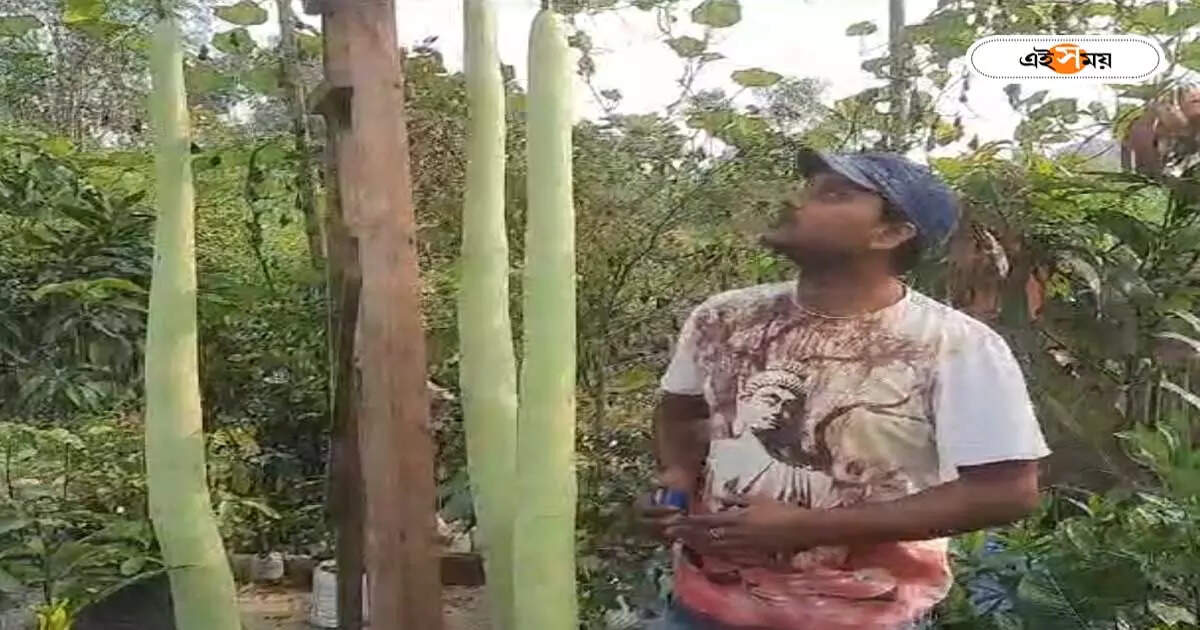 Gourd Cultivation : অমিতাভ বচ্চনের থেকেও লম্বা! সাড়ে ছয় ফুটের লাউ ফলিয়ে তাক লাগালেন নদিয়ার চাষি – taller gourd cultivated by a farmer at ranaghat nadia