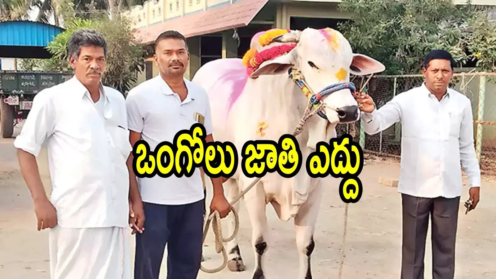 ఏపీలో భారీ ధర పలికిన ఒంగోలు జాతి ఎద్దు.. ఎంతో తెలుసా!