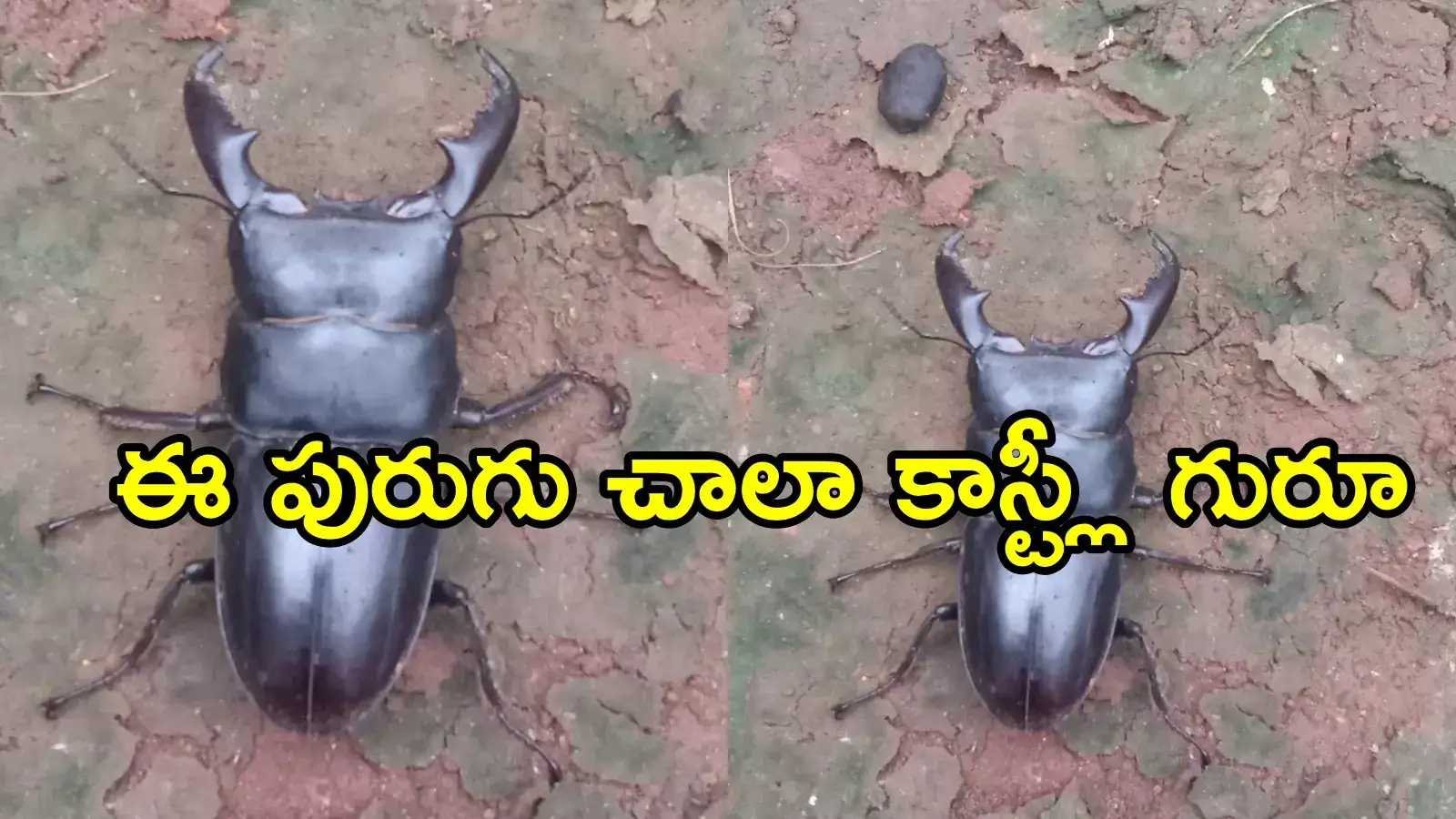 Mandragappa Insect స్టాగ్ బీటిల్ ధర,అనకాపల్లి జిల్లాలో అరుదైన పురుగు.. ధర ఏకంగా రూ.75 ...