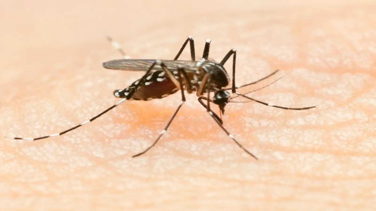 தமிழகத்தில் டெங்கு காய்ச்சல் பாதிப்பு அதிகரிப்பு: ரெட் அலர்ட் எச்சரிக்கை, முன்னேற்பாடுகள்! 