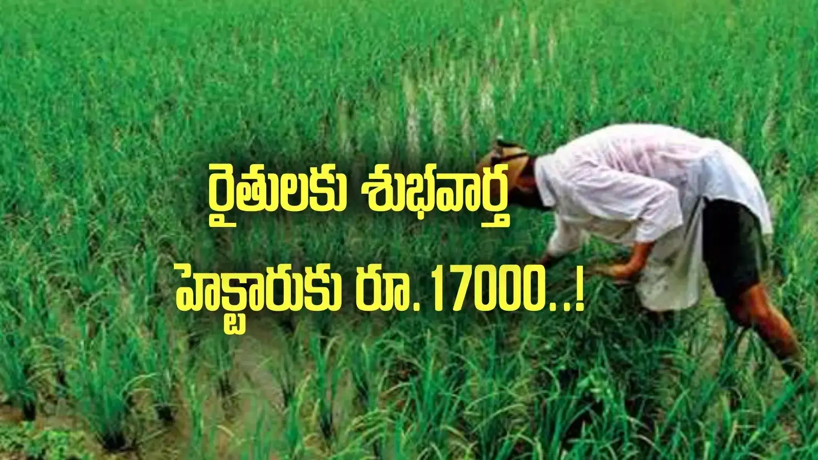 రైతులకు శుభవార్త.. హెక్టారుకు రూ.17000.. ఏపీ ప్రభుత్వం నిర్ణయం!