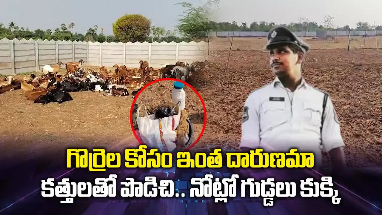 గొర్రెల కోసం ఇంత దారుణమా.. కత్తులతో పొడిచి.. నోట్లో గుడ్డలు కుక్కి..
