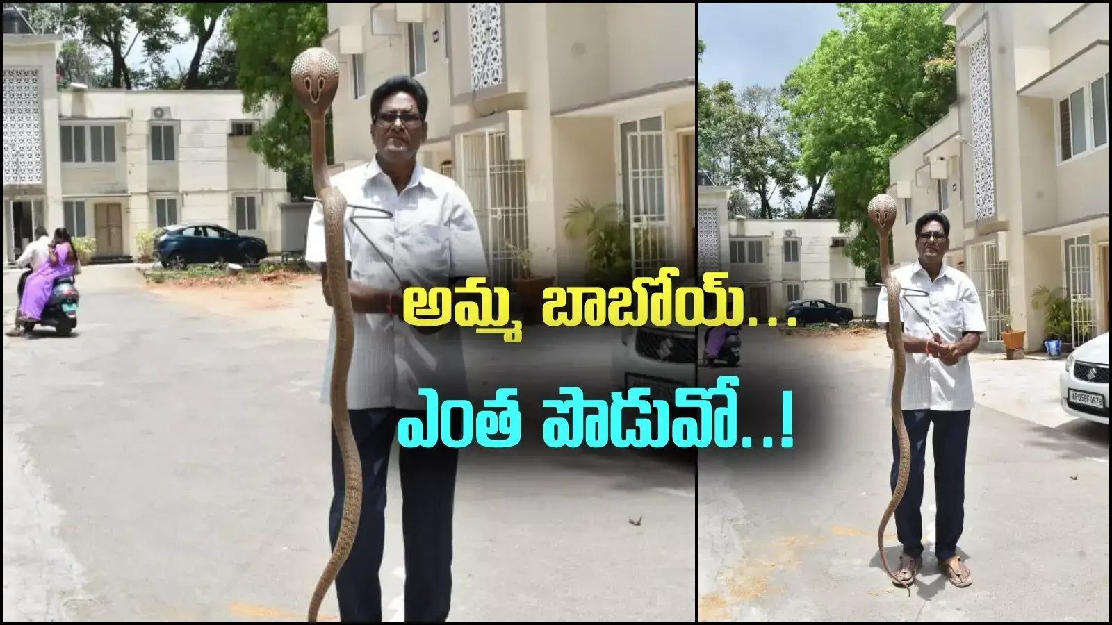 తిరుమల కొండపై భారీ నాగుపాము ప్రత్యక్షం.. ఎంత పొడవుందో, చూస్తేనే గుండెలు జారిపోతాయ్..