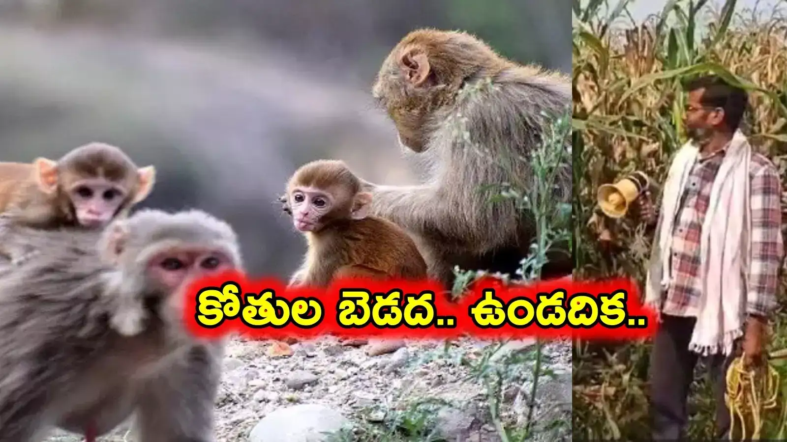 రైతన్న ఐడియా సూపర్.. కోతులను తరిమేందకు ఈ ఆలోచన మనకెందుకు రాలేదో..?