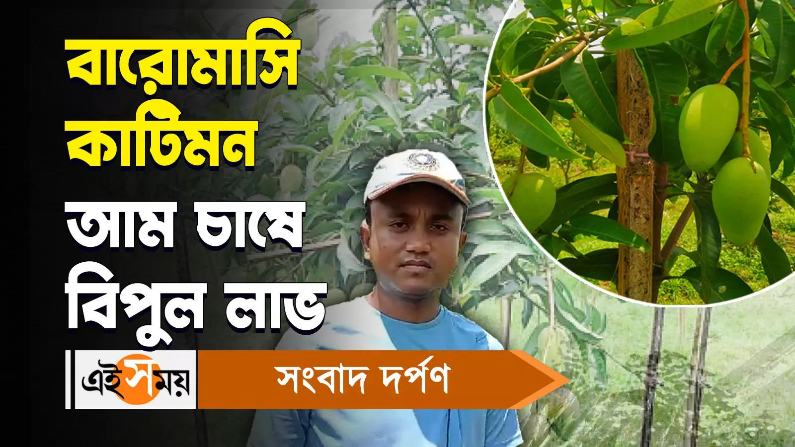 Katimon Mango,বারোমাসি কাটিমন আম চাষে বিপুল লাভ – huge profit in perennial katimon mango cultivation watch bengali video