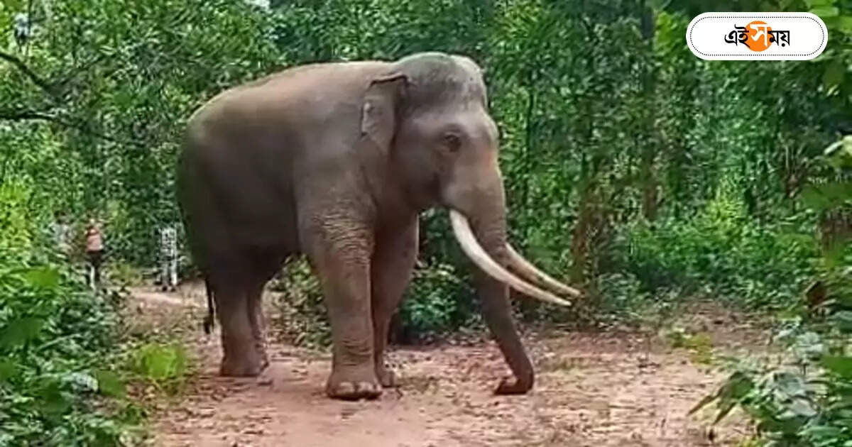 Elephant Safari,রামলাল-প্রেমলাল-লেজ কাটা, হাতির হামলা থেকে বাঁচতে অভিনব নামকরণ গ্রামবাসীদের – villagers named some elephants of jangalmahal for their safety