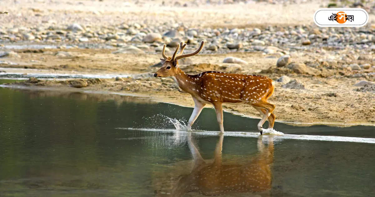 Alipurduar News,নদীতে ভেসে আসা হরিণেরমাংসে ভুরিভোজ, গ্রেপ্তার ২ – two arrested in alipurduar for eating deer meat found from river