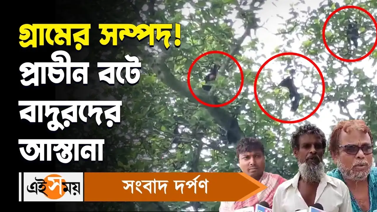 Hooghly News,গ্রামের সম্পদ! প্রাচীন বটে বাদুরদের আস্তানা – thousands of bats take shelter on a tree in hooghly pandua local people reactions watch video