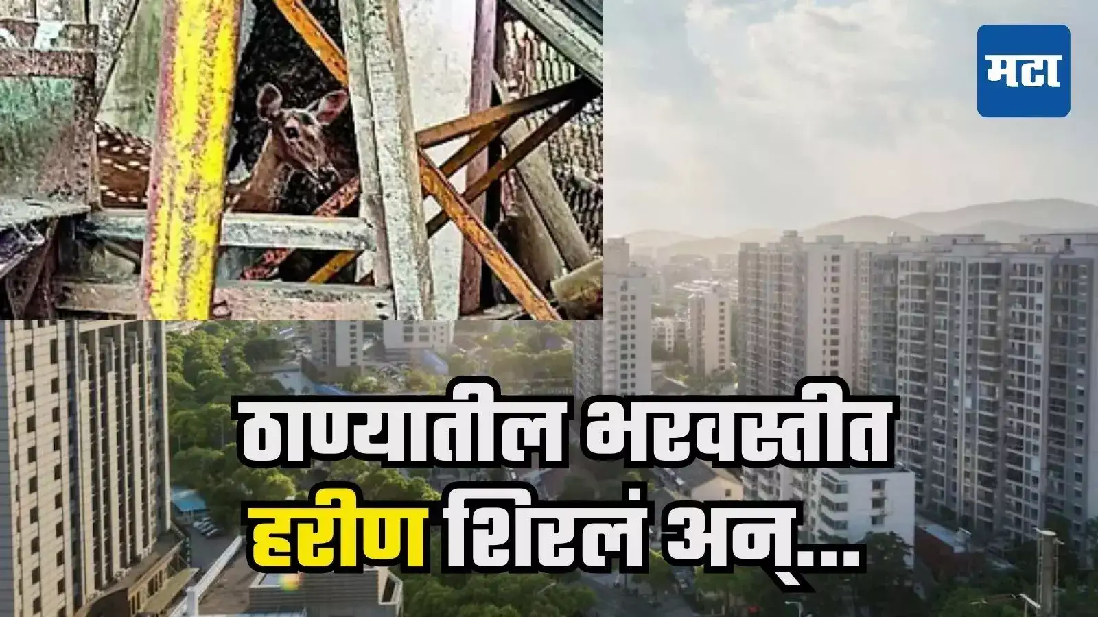 ठाण्यातील भरवस्तीत हरीण शिरलं, ट्रान्सफॉर्मर केबिनमध्ये अडकलं, अखेर काय झालं? ठाण्यातील भरवस्तीत हरीण शिरलं, ट्रान्सफॉर्मर केबिनमध्ये अडकलं, अखेर काय झालं?