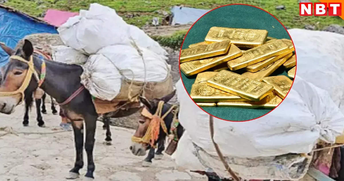 New route of smugglers, connection with China, this gold brought on mule is giving tension to India